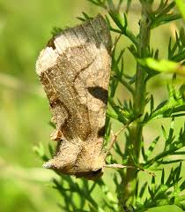 Attēlu rezultāti vaicājumam “Diachrysia tutti”