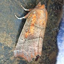 Attēlu rezultāti vaicājumam “Scoliopteryx libatrix”