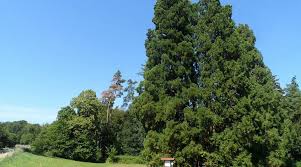 Image result for Mammutbaum