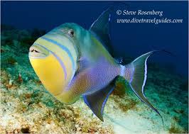 Image result for Balistes vetula