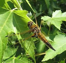 Attēlu rezultāti vaicājumam “Libellula quadrimaculata”