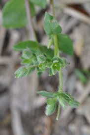 Attēlu rezultāti vaicājumam “Stellaria pallida”