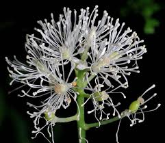 Attēlu rezultāti vaicājumam “Actaea spicata flower”