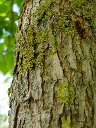 Attēlu rezultāti vaicājumam “Catalpa”