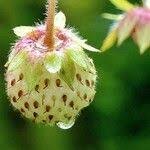 Attēlu rezultāti vaicājumam “Fragaria viridis fruit”