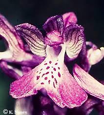 Attēlu rezultāti vaicājumam “Orchis morio”