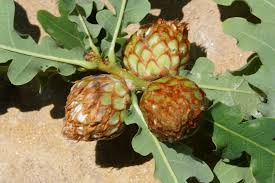 Attēlu rezultāti vaicājumam “Andricus foecundatrix”