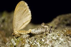 Attēlu rezultāti vaicājumam “Operophtera”