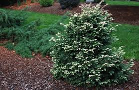 Attēlu rezultāti vaicājumam “Tsuga canadensis”