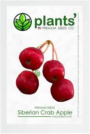 Attēlu rezultāti vaicājumam “Malus baccata”