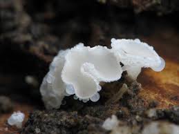 Attēlu rezultāti vaicājumam “Lachnum corticale”