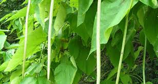 Attēlu rezultāti vaicājumam “Catalpa ovata fruit”