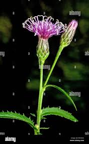 Attēlu rezultāti vaicājumam “Serratula tinctoria flower”