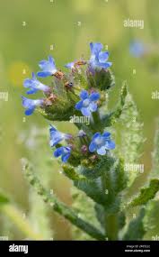 Attēlu rezultāti vaicājumam “Anchusa arvensis flower”