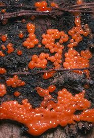 Attēlu rezultāti vaicājumam “Trichia decipiens”