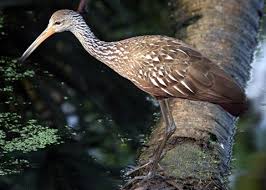 Attēlu rezultāti vaicājumam “Gruiformes”