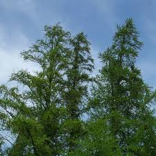 Attēlu rezultāti vaicājumam “Larix”