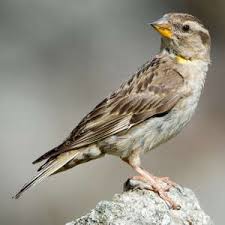 Image result for Petronia petronia