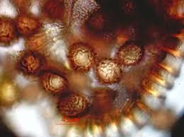 Attēlu rezultāti vaicājumam “Milesina murariae”