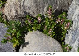 Attēlu rezultāti vaicājumam “Glaux maritima flower”