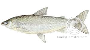 Image result for Coregonus clupeaformis