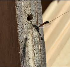 Attēlu rezultāti vaicājumam “Gasteruption jaculator”