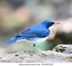 Image result for Luscinia cyane