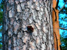 Attēlu rezultāti vaicājumam “Nymphalis antiopa”