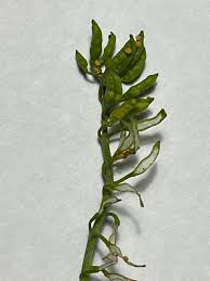 Attēlu rezultāti vaicājumam “Rorippa palustris fruit”