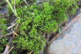 Attēlu rezultāti vaicājumam “Didymodon rigidulus sporophyte”