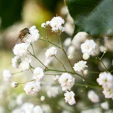 Attēlu rezultāti vaicājumam “Gypsophila paniculata”