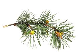 Attēlu rezultāti vaicājumam “Pinus sylvestris female flower”