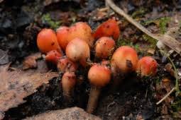 Attēlu rezultāti vaicājumam “Microstoma protracta”