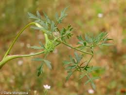 Attēlu rezultāti vaicājumam “Peucedanum oreoselinum flower”