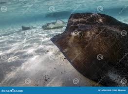 Image result for Hypanus americanus