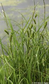 Attēlu rezultāti vaicājumam “Carex atherodes”