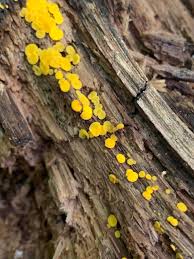 Attēlu rezultāti vaicājumam “Bisporella citrina”