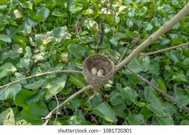 Attēlu rezultāti vaicājumam “Fringilla coelebs nest”