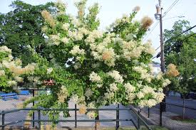 Attēlu rezultāti vaicājumam “Syringa reticulata subsp. amurensis”