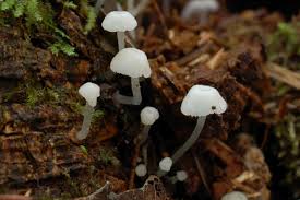 Attēlu rezultāti vaicājumam “Delicatula integrella”