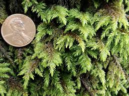 Attēlu rezultāti vaicājumam “Bryum pallescens”