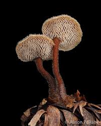 Attēlu rezultāti vaicājumam “Auriscalpium vulgare”