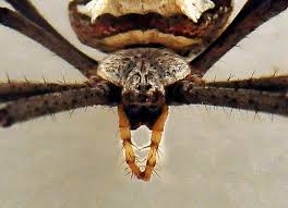 Image result for st andrews cross spider