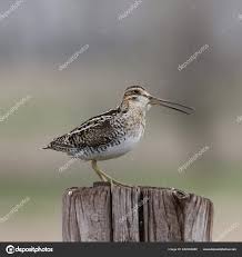 Image result for Gallinago delicata