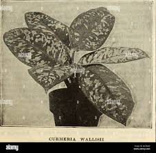 Image result for Leaves Green Bowmen