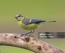 Attēlu rezultāti vaicājumam “Cyanistes caeruleus juvenile”