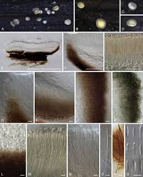 Attēlu rezultāti vaicājumam “Mollisia uda”