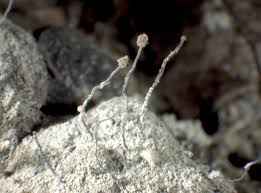 Attēlu rezultāti vaicājumam “Chaenotheca gracilenta”