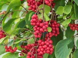 Attēlu rezultāti vaicājumam “Schisandra chinensis”