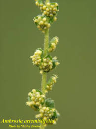 Attēlu rezultāti vaicājumam “Ambrosia artemisiifolia bud”